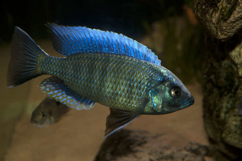 Copadichromis Jacksoni Balığı