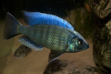Copadichromis Jacksoni Balığı