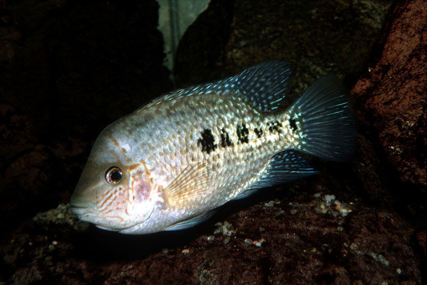 Herichthys Deppii Balığı