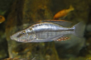 Dimidiochromis Dimidiatus Balığı