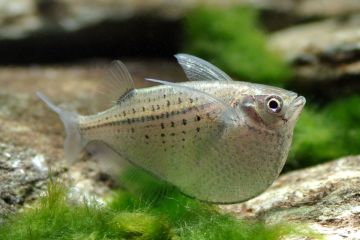 Gasteropelecus Maculatus - Benekli Balta Balığı