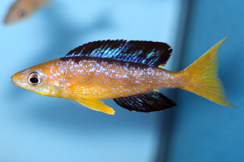 Cyprichromis Microlepidotus Balığı