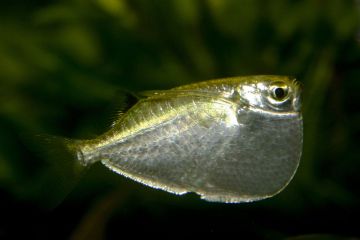 Thoracocharax Stellatus Balığı