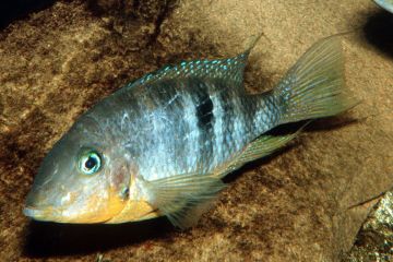 Thorichthys Affinis Balığı