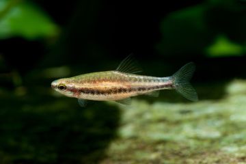 Nannostomus Anduzei Balığı