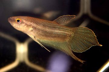 Betta Akarensis Balığı