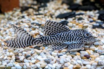 L066 - Hypancistrus sp. King Tiger Pleco Balığı