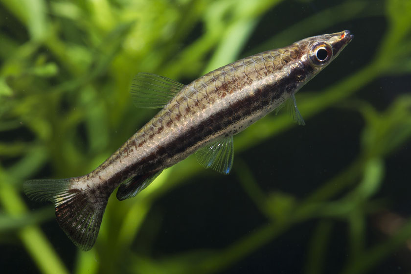 Nannostomus Eques - Kahverengi Kalem Balığı