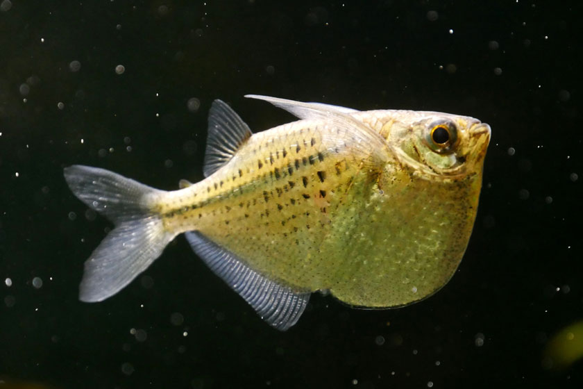 Gasteropelecus Maculatus - Benekli Balta Balığı
