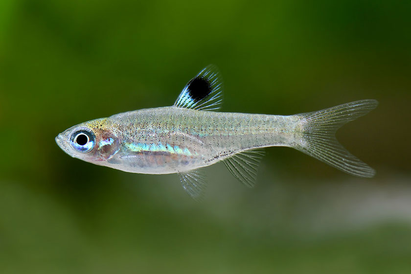 Rasbora Dorsiocellata - Benekli Rasbora Balığı