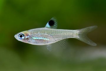 Rasbora Dorsiocellata - Benekli Rasbora Balığı