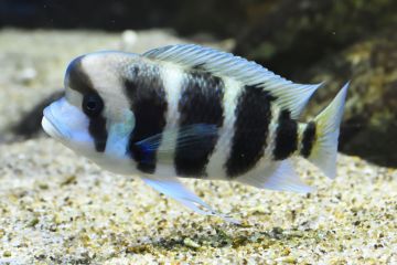 Cyphotilapia Gibberosa Balığı