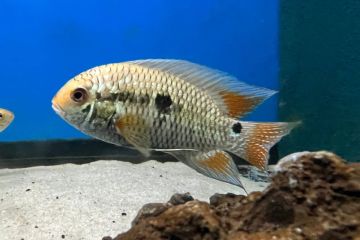 Cichlasoma Dimerus Balığı