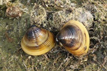 Corbicula Fluminea - Asya Tatlı Su Midyesi