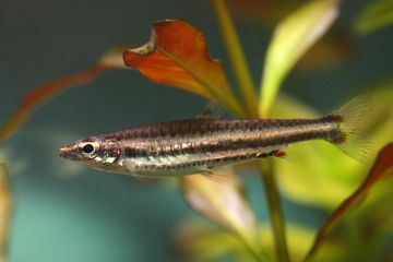 Nannostomus Bifasciatus - Beyaz Çizgili Kalem Balığı