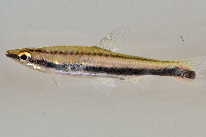 Nannostomus Bifasciatus - Beyaz Çizgili Kalem Balığı