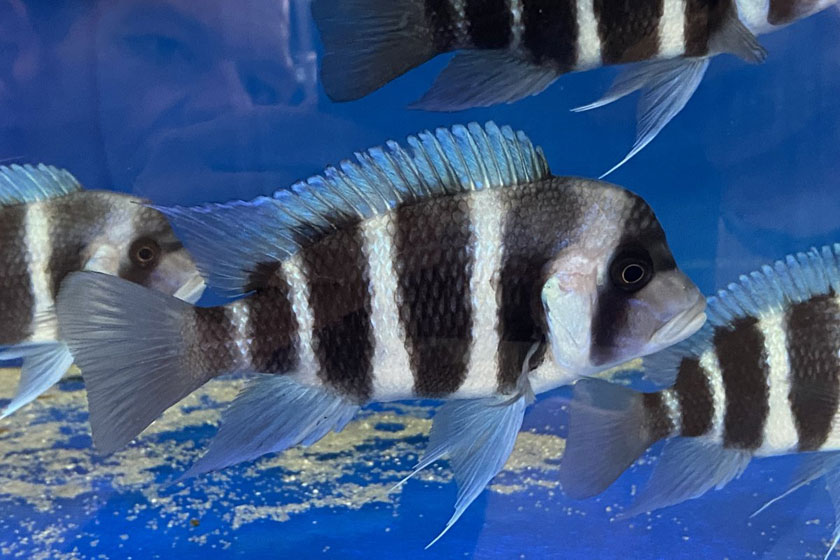Cyphotilapia Frontosa - Frontoza Balığı