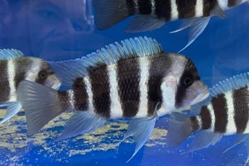 Cyphotilapia Frontosa - Frontoza Balığı