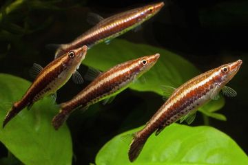 Nannostomus Eques - Kahverengi Kalem Balığı