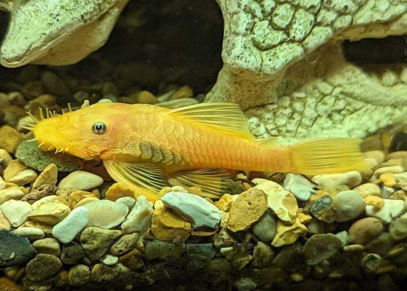 L144 - Ancistrus sp. 4 Balığı