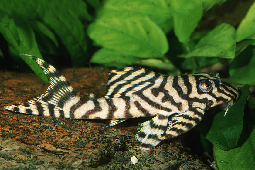 L236 - Hypancistrus sp. Mega Clown Zebra Balığı