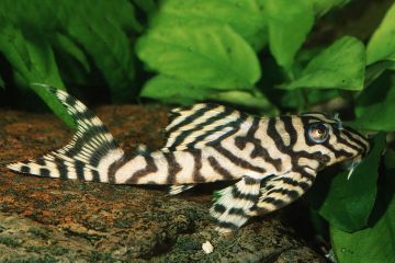 L236 - Hypancistrus sp. Mega Clown Zebra Balığı