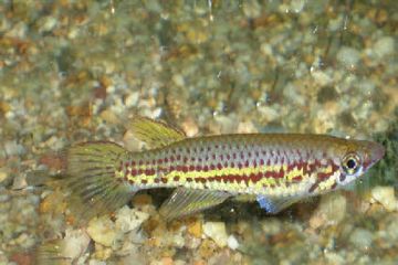Epiplatys Chevalieri Balığı
