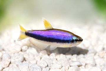 Inpaichthys Kerri Balığı
