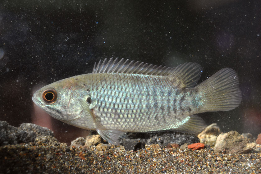 Anabas Testudineus Balığı