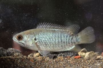 Anabas Testudineus Balığı