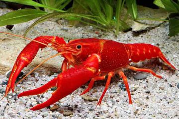 Procambarus Clarkii - Kırmızı Bataklık Kereviti