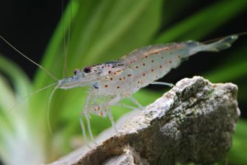 Caridina Japonica - Çim Karidesi