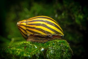 Neritina Natalensis - Zebra Nerite Salyangoz