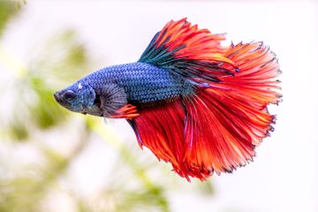 Betta Splendens - Beta Balığı