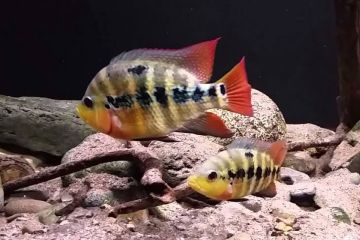 Amphilophus Iyonsi Balığı