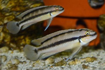 Telmatochromis Brichardi Balığı