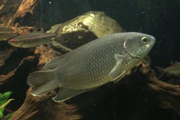 Ctenopoma Kingsleyae Balığı