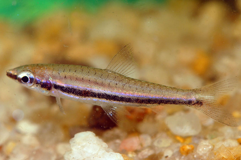 Nannostomus Digrammus Balığı