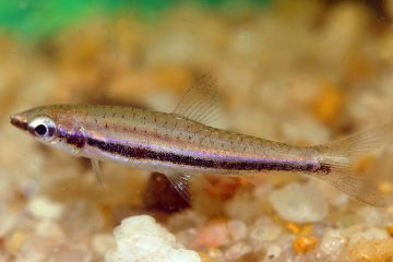 Nannostomus Digrammus Balığı