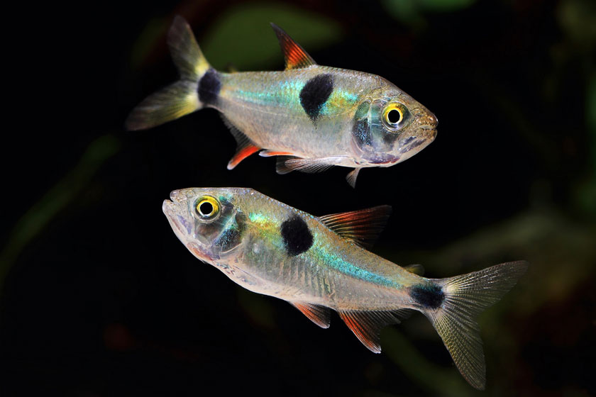 Exodon Paradoxus Balığı