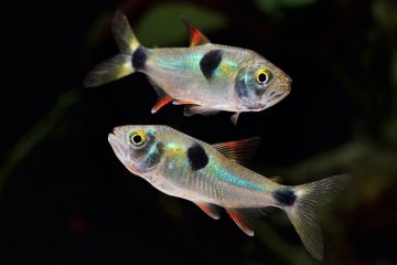 Exodon Paradoxus Balığı