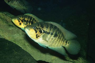 Parachromis Friedrichsthalii Balığı