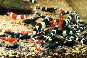 Caridina cf. Cantonensis Karides