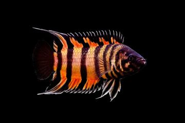 Ctenopoma Ansorgii Balığı