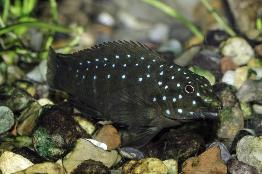Eretmodus Cyanostictus - Tanganyika Palyaçosu Balığı