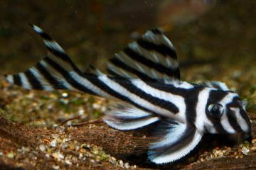 L046 - Hypancistrus Zebra Balığı
