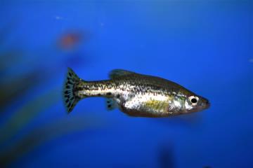 Ameca Splendens Balığı