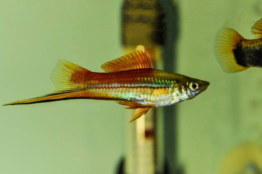 Xiphophorus Helleri - Kılıçkuyruk Balığı