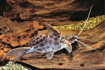 Synodontis Alberti Balığı