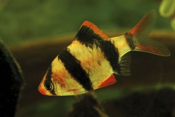Puntius Tetrazona - Kaplan Barb Balığı